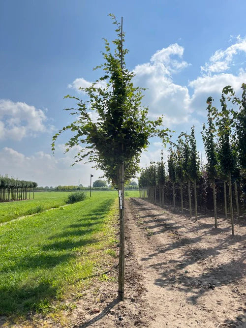 Avenbok (Carpinus betulus)