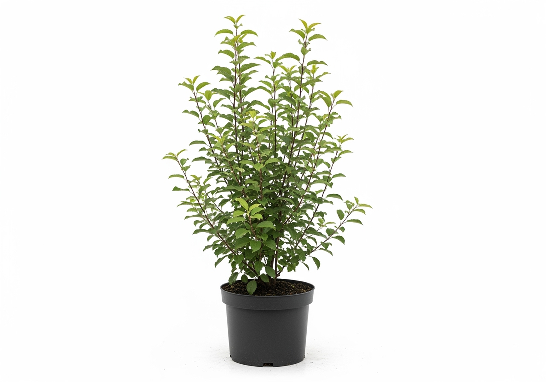 Bukettapel (Malus)