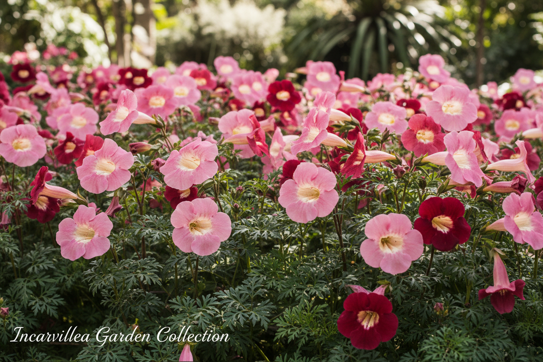 Incarvillea