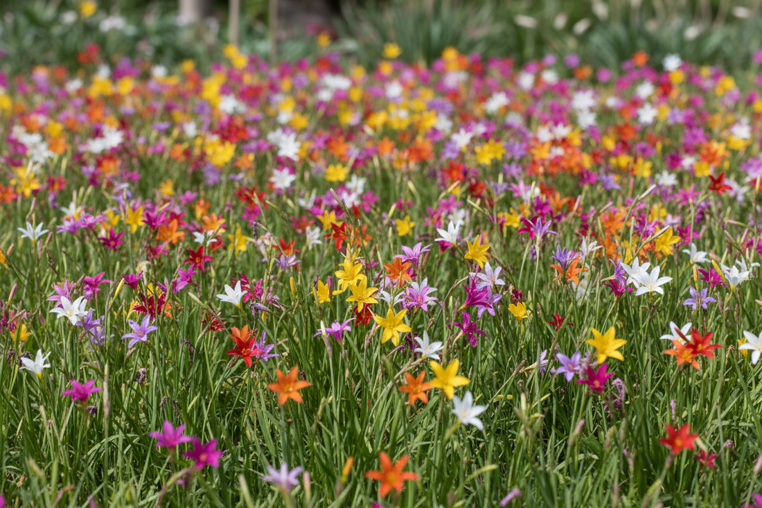 Ixia
