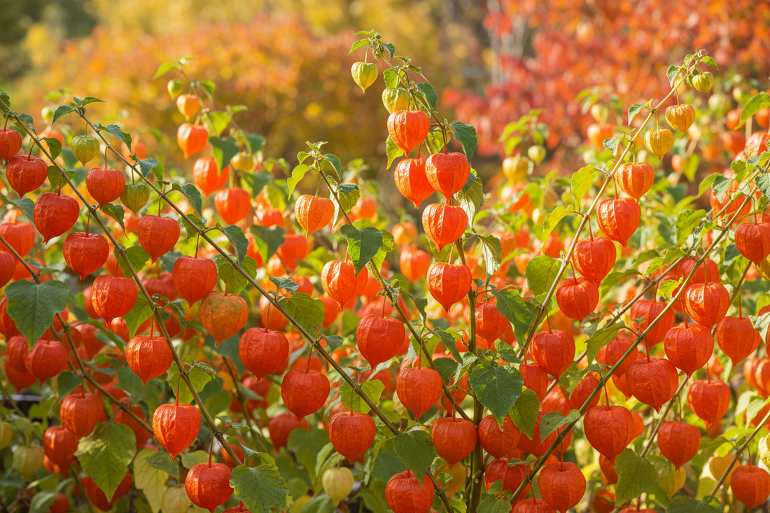 Physalis