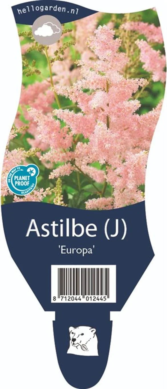 Astilbe (Astilbe)
