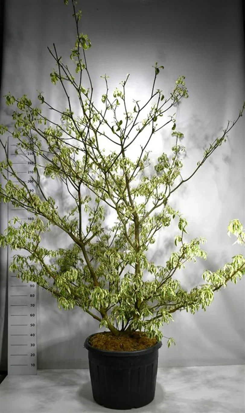 Kornell (Cornus)