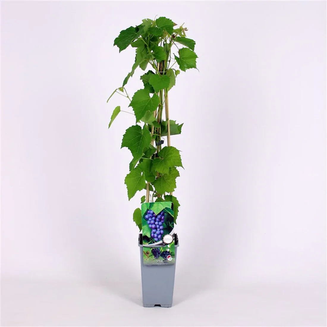 Vinranka (Vitis)