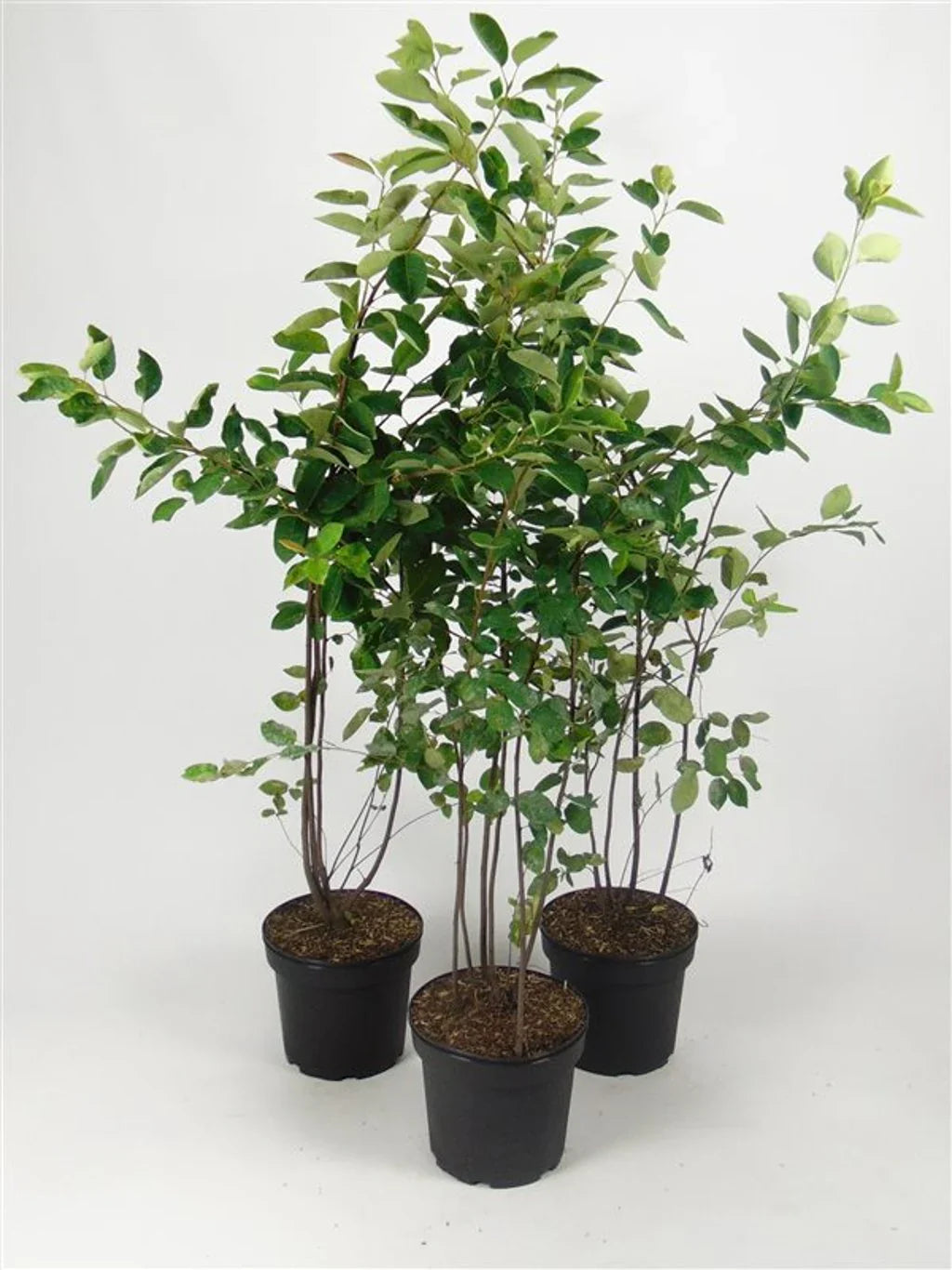 Häggmispel (Amelanchier)