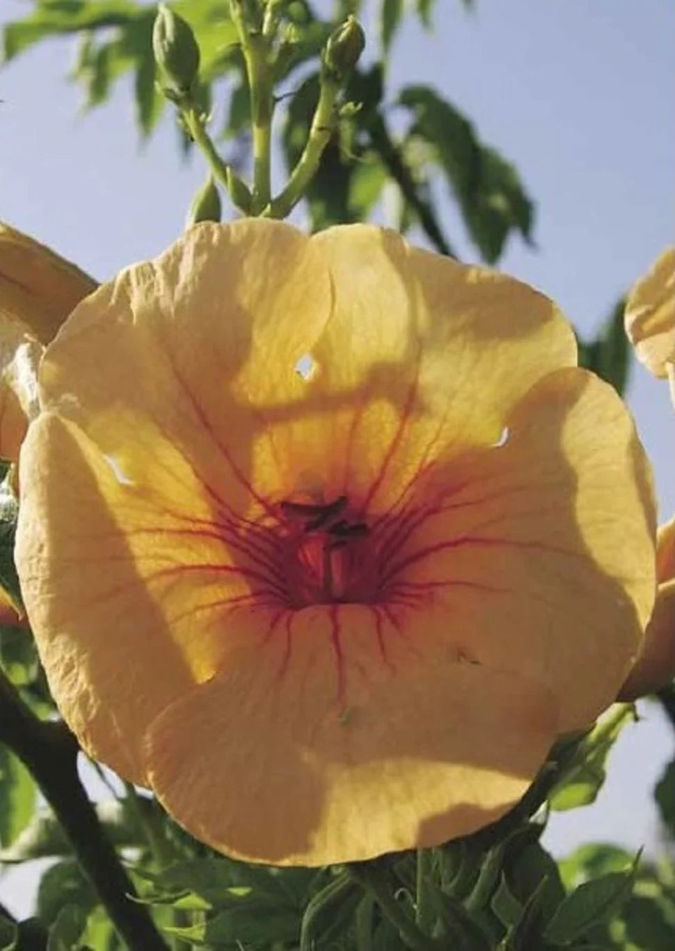 Trumpetblomma (Campsis)