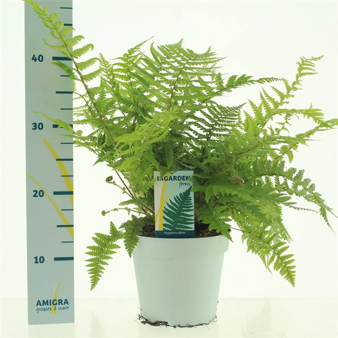 Ormbunke (Dryopteris)