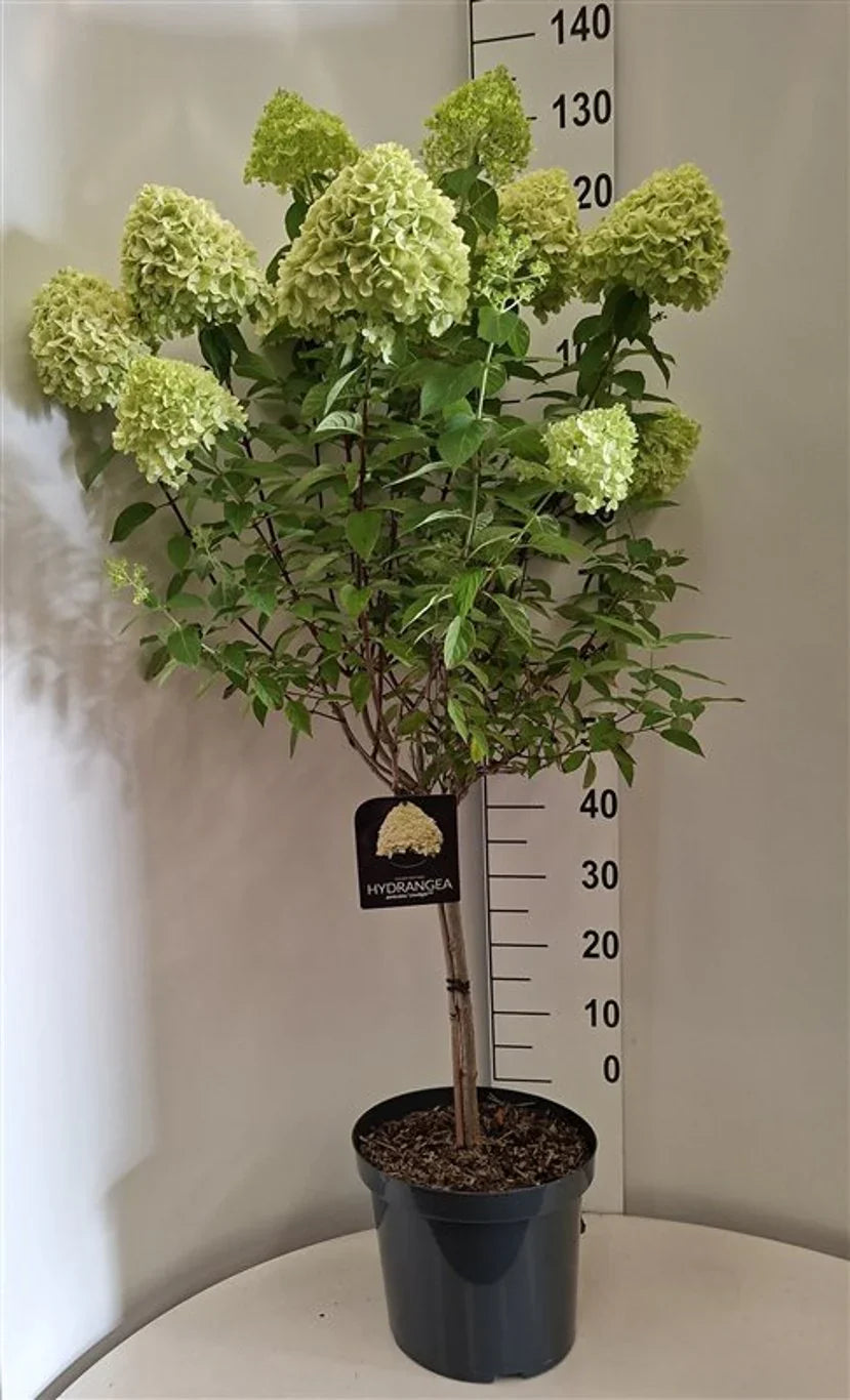 Hortensia (Hydrangea)