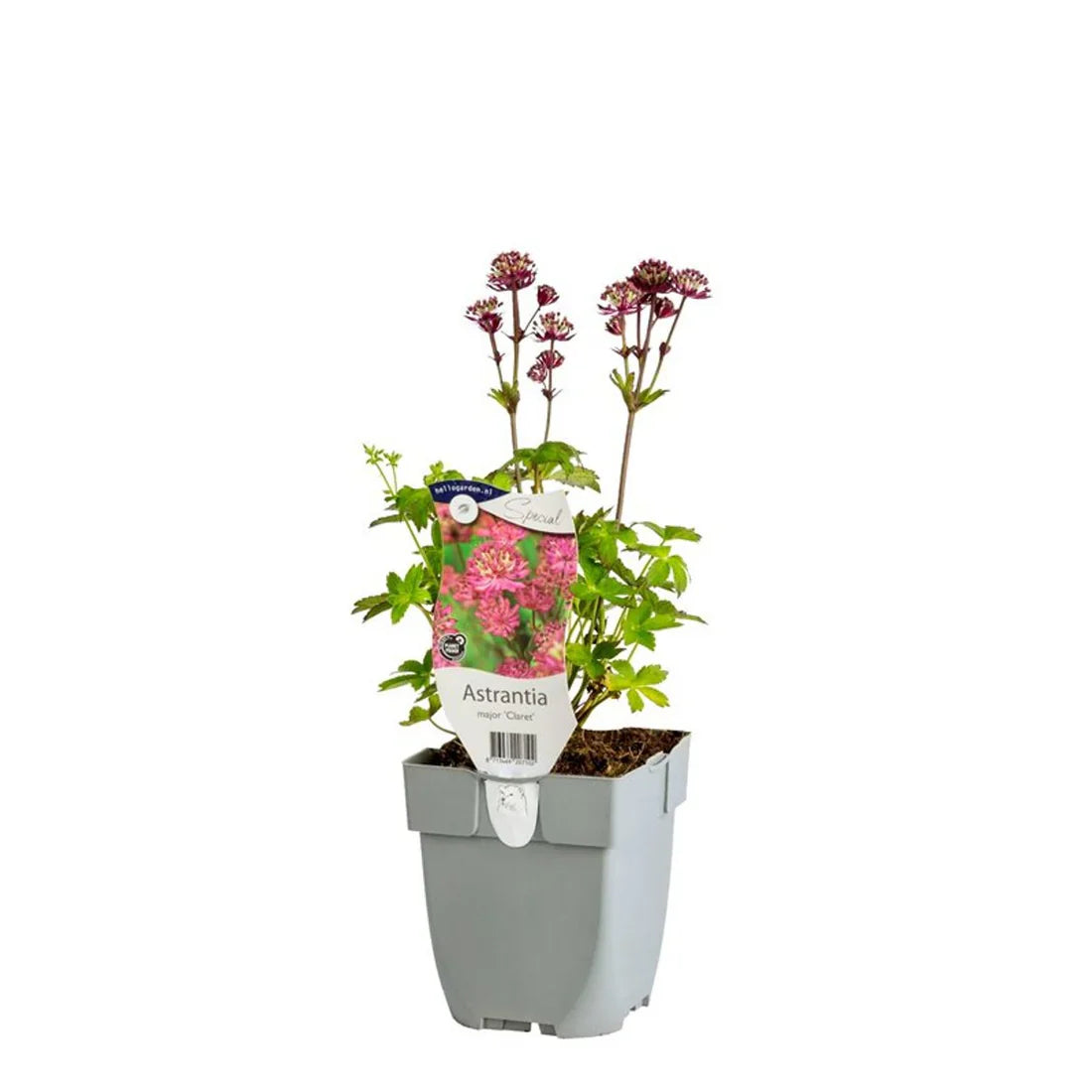 Stjärnflocka (Astrantia)