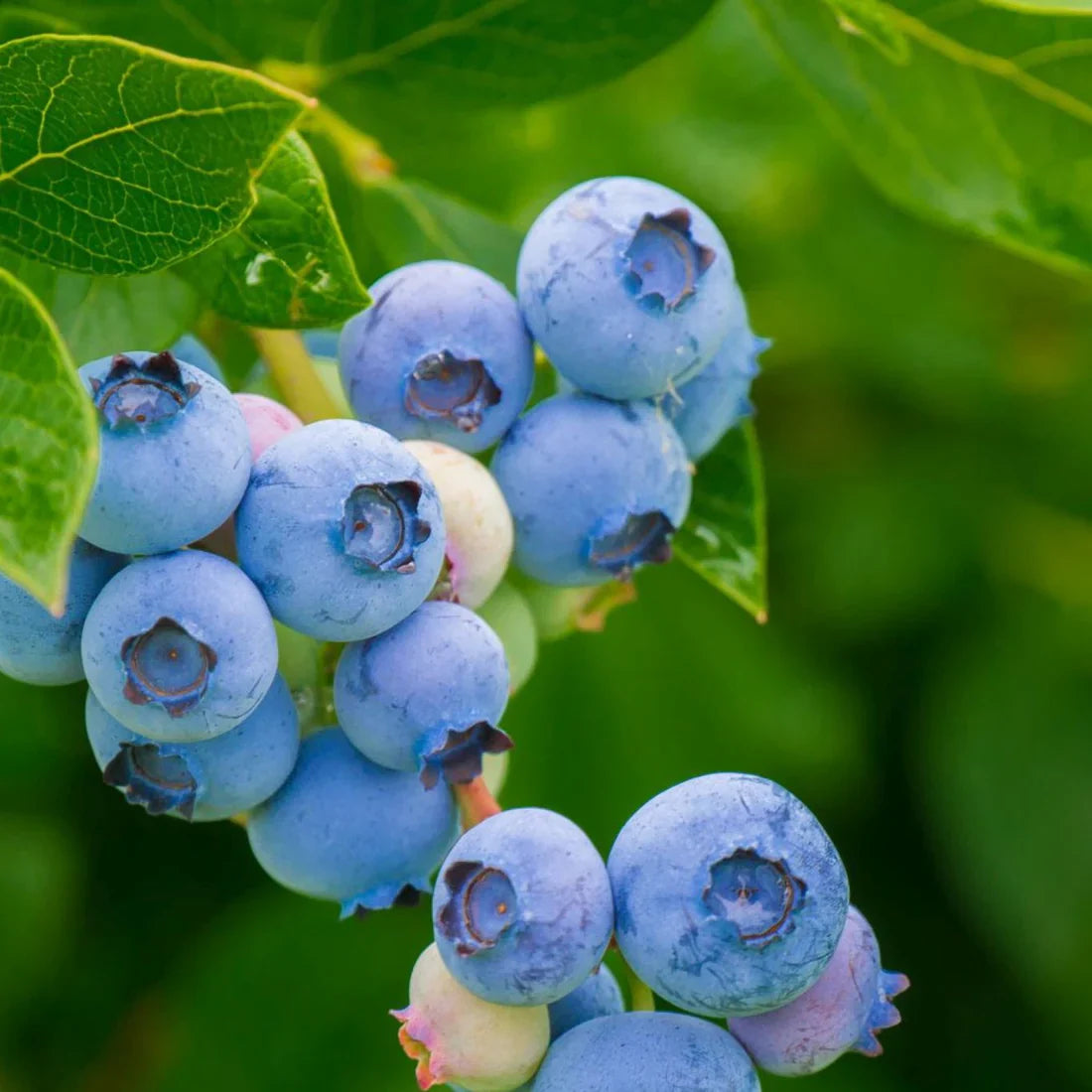 Blåbär (Vaccinium corymbosum)