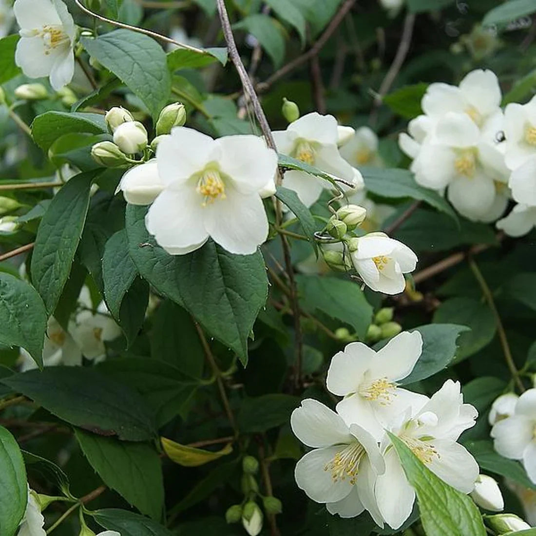 Schersmin (Philadelphus)