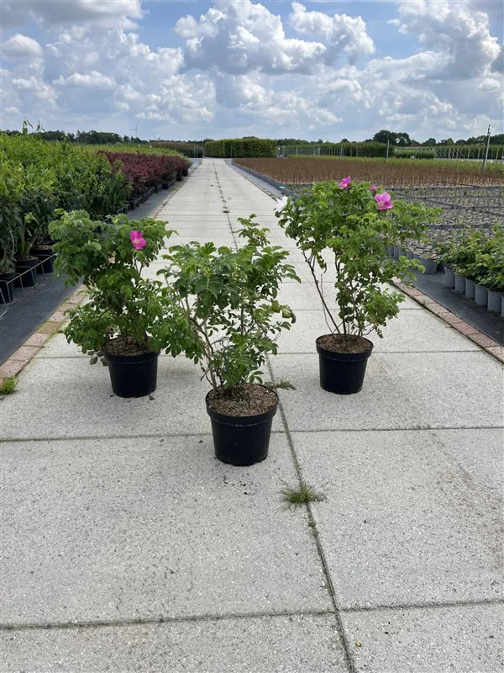 Buskros (Rosa)