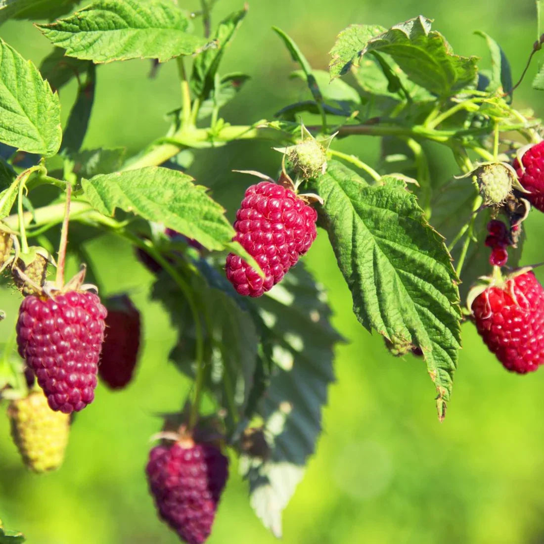 Hallon (Rubus idaeus)