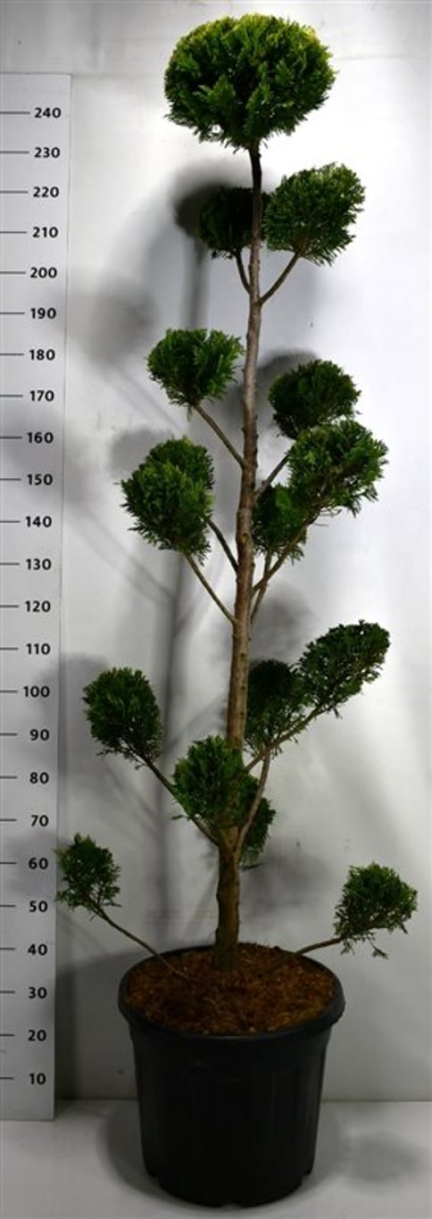 Leylandcypress