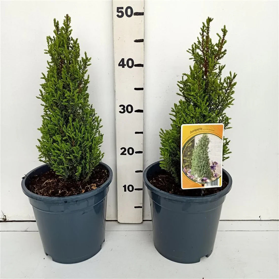 En (Juniperus communis)
