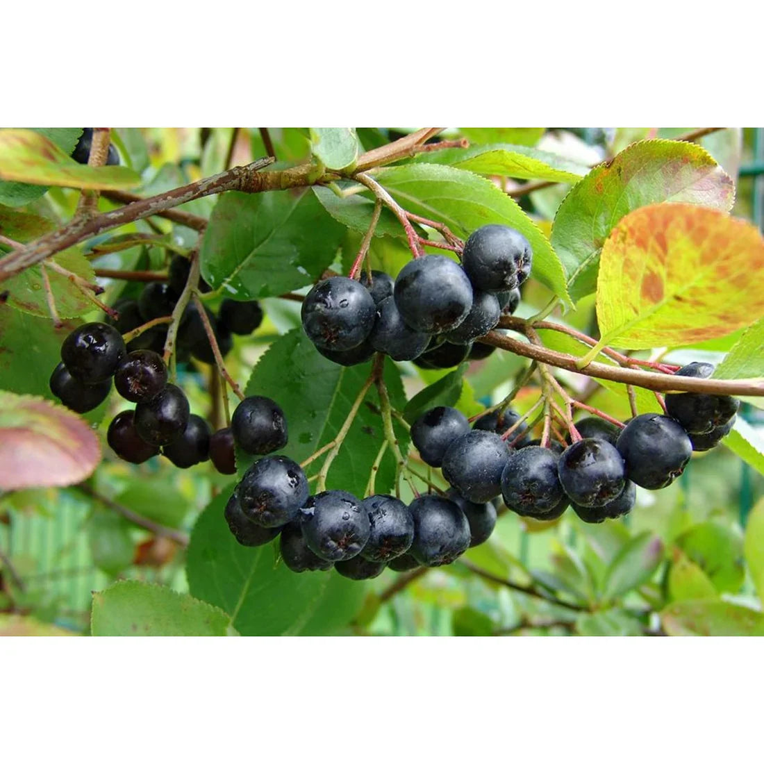 Aronia