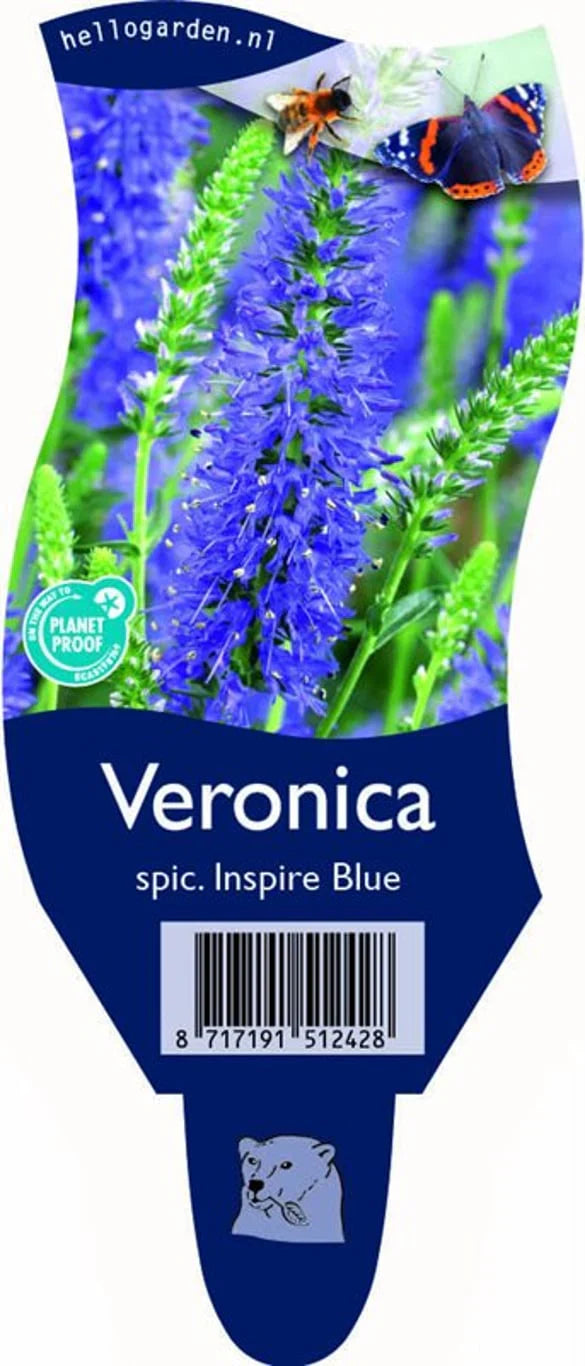 Veronika (Veronica)