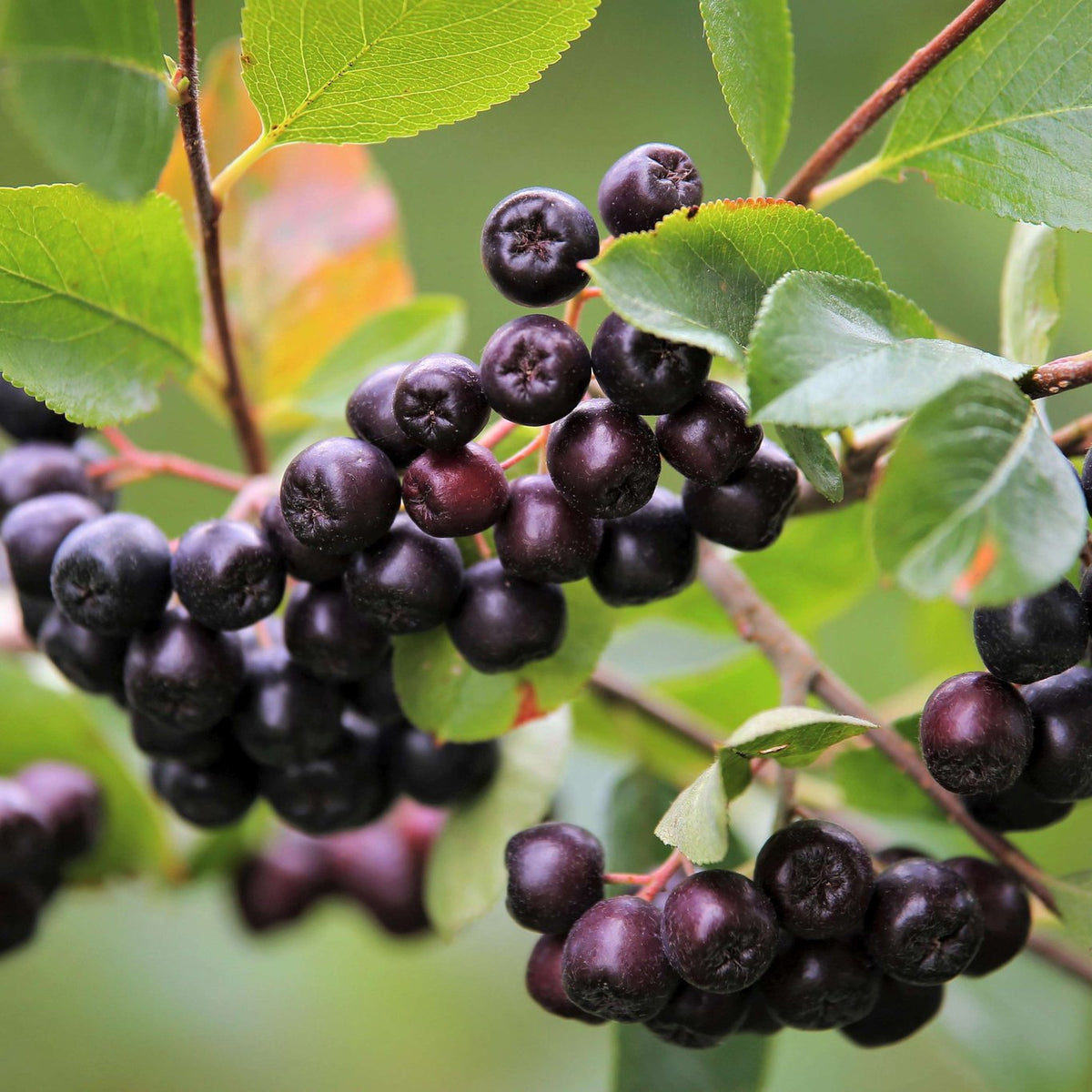 Fruktväxter