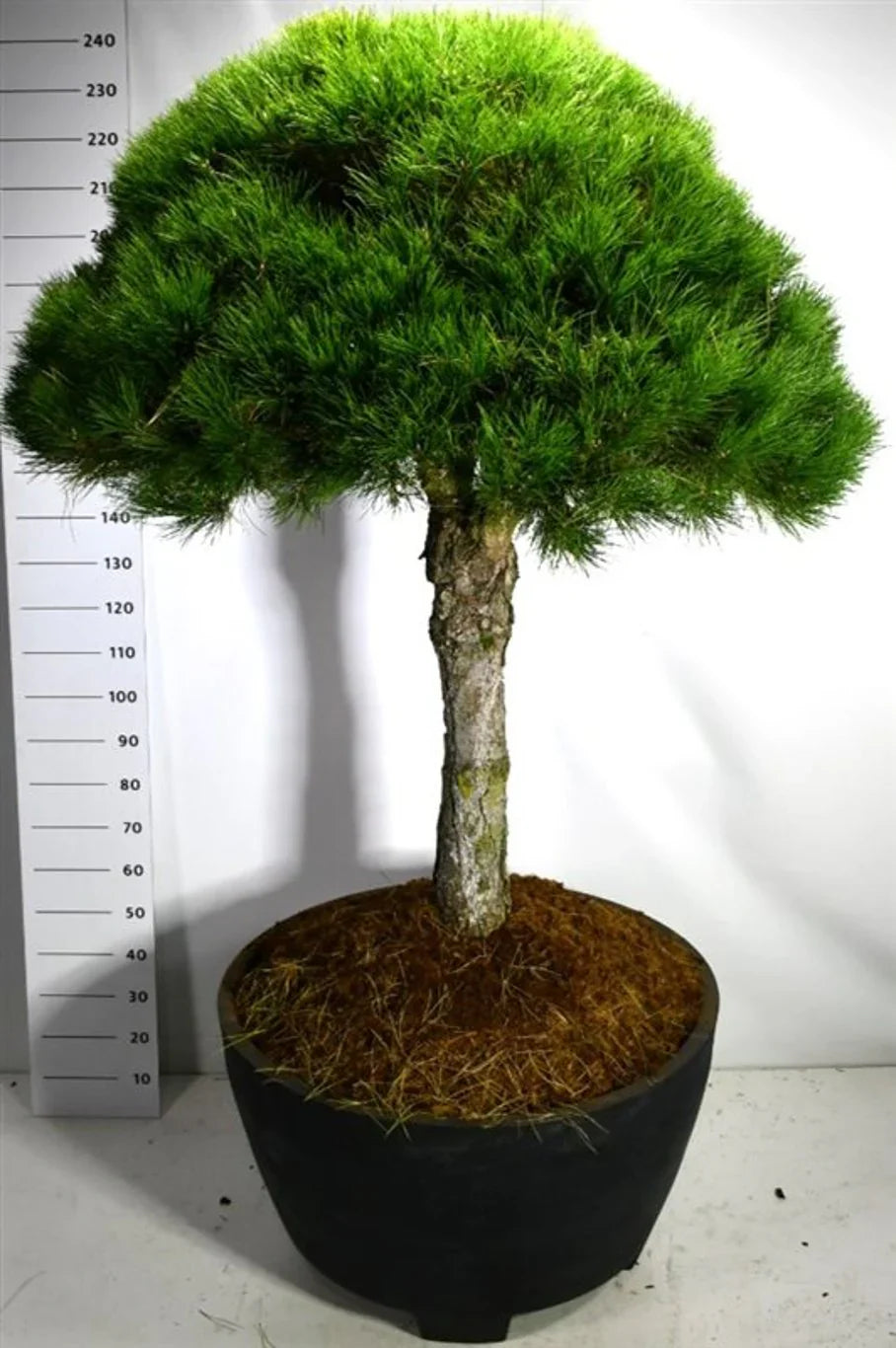 Svarttall (Pinus nigra)