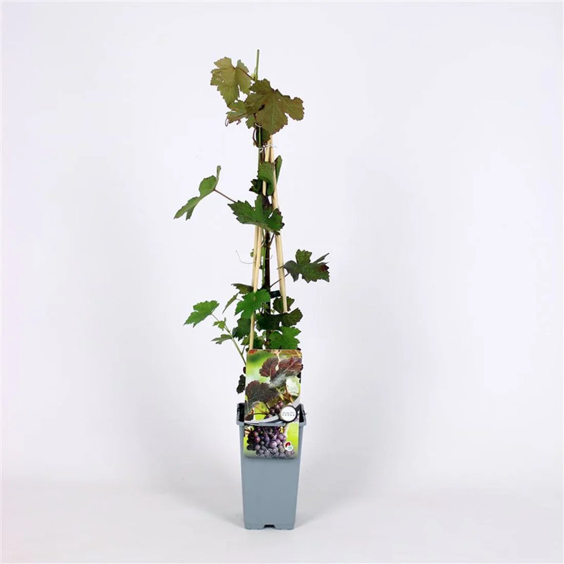 Vinranka (Vitis vinifera)