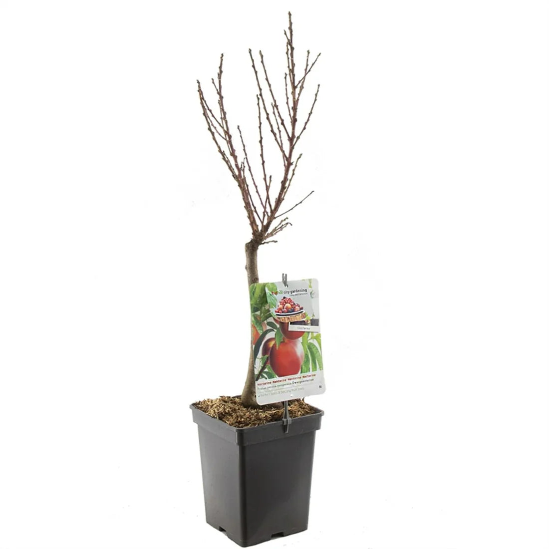 Nektarin (Prunus persica var. nucipersica)