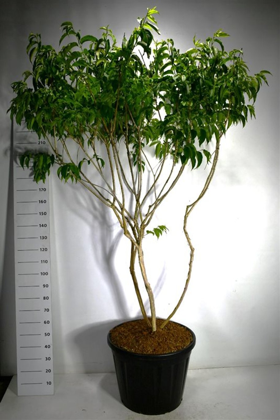Heptacodium – sjublomsträd