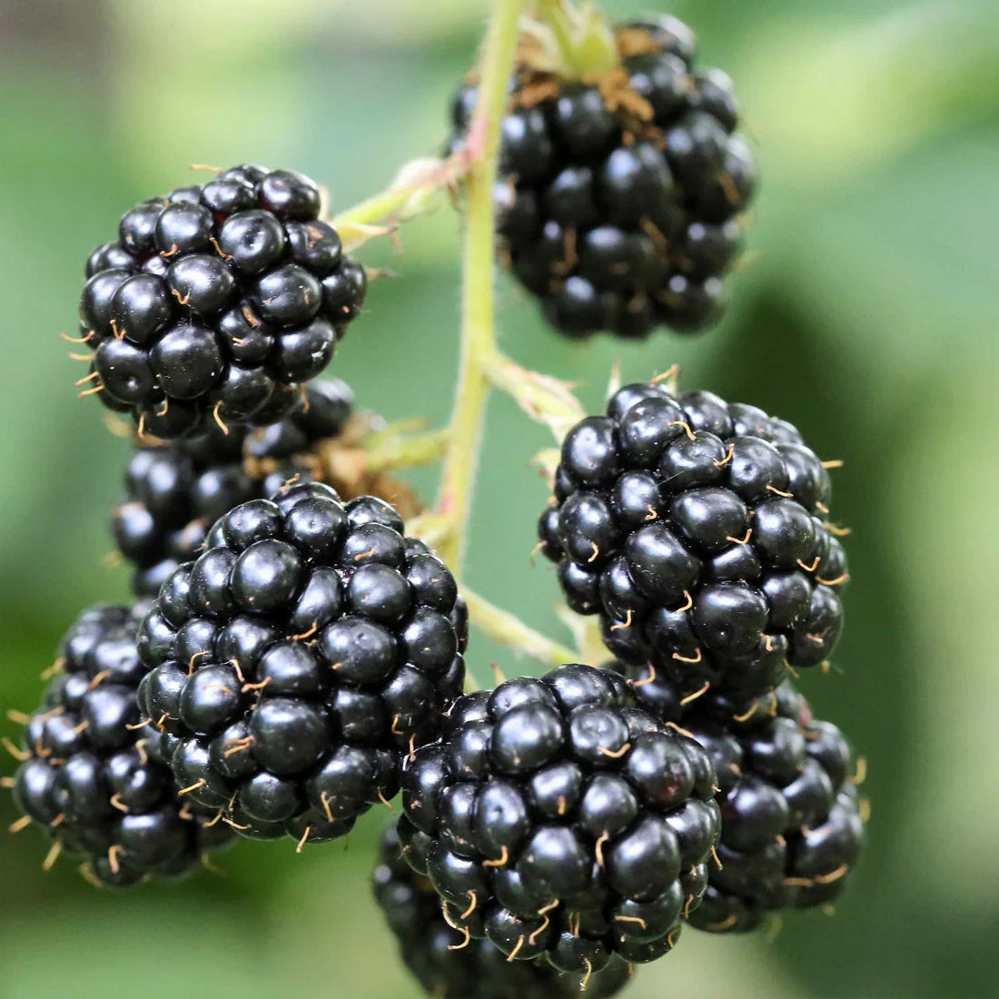 Björnbär (Rubus fruticosus)