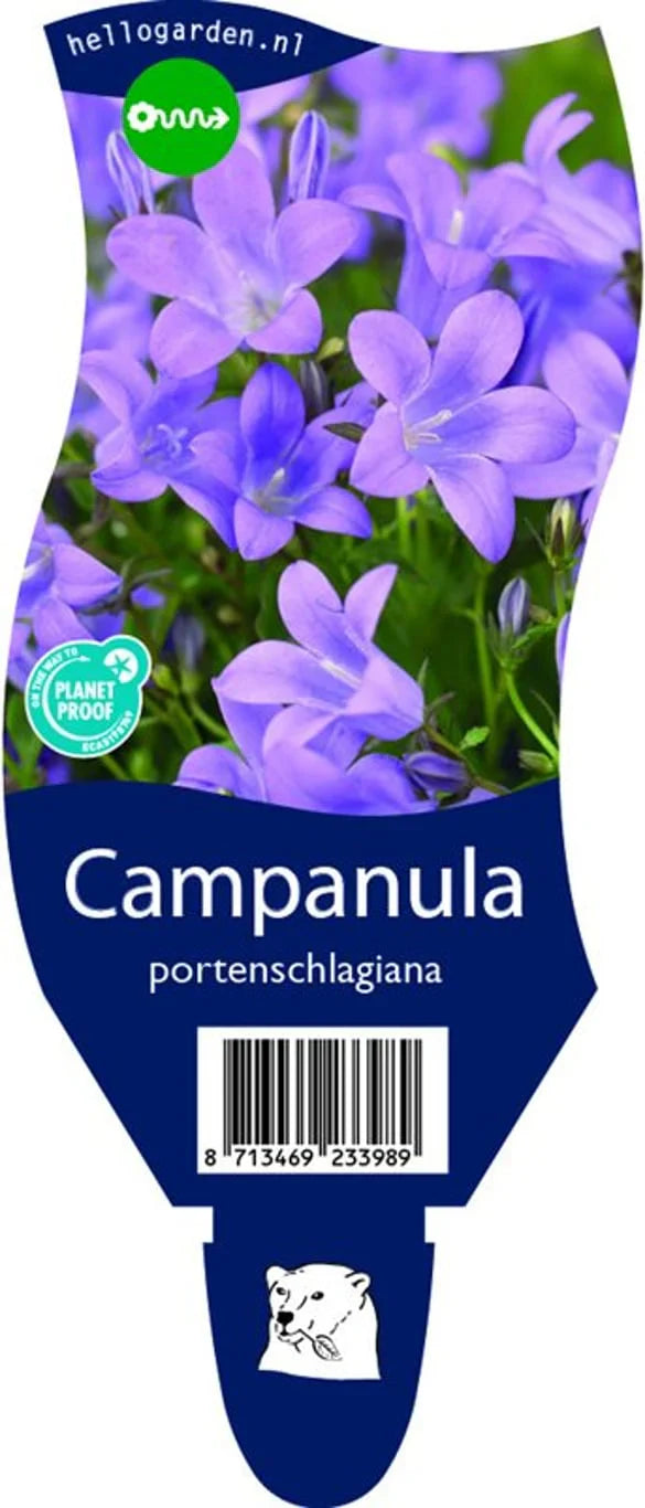 Stjärnklocka (Campanula)