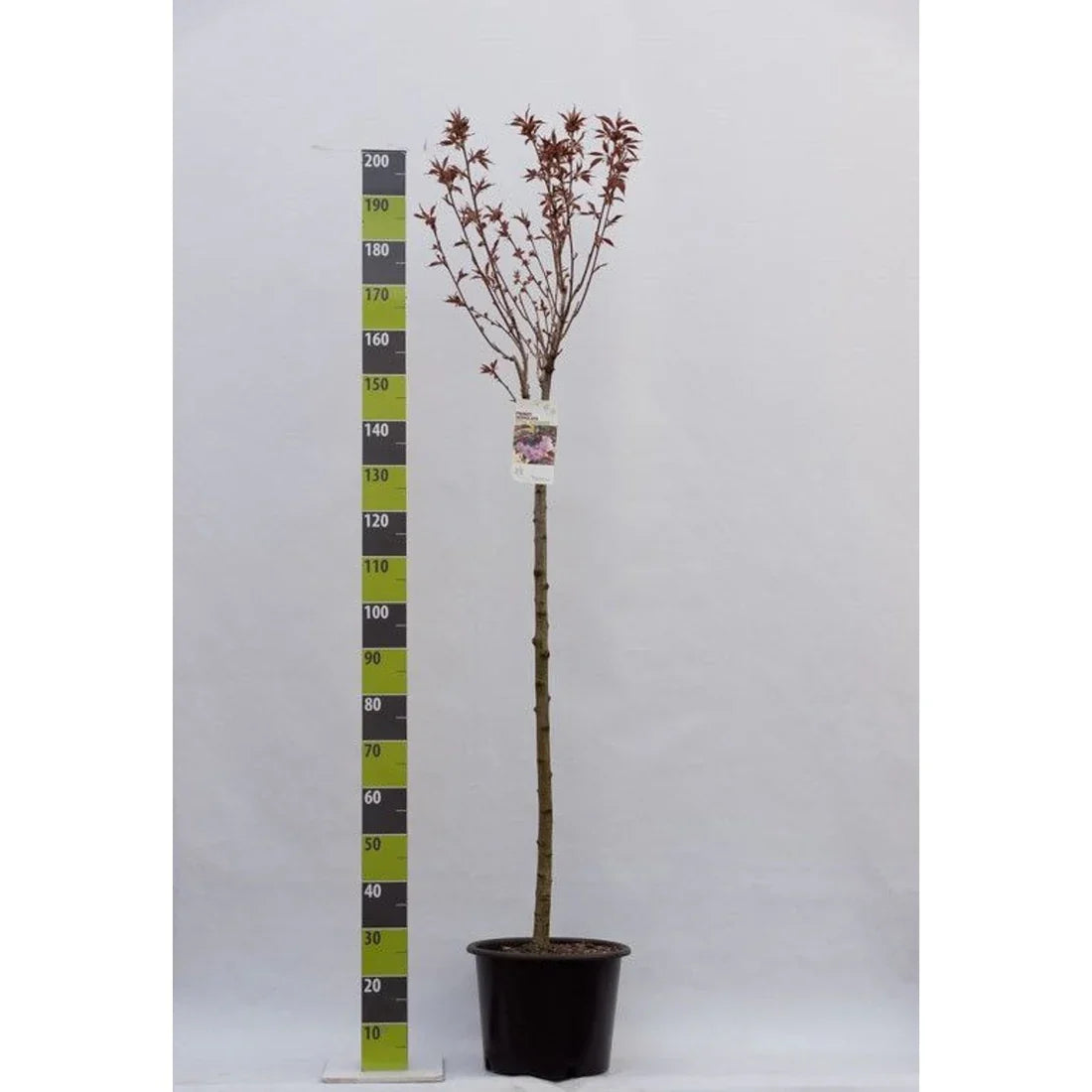 Stamkörsbär (Prunus)