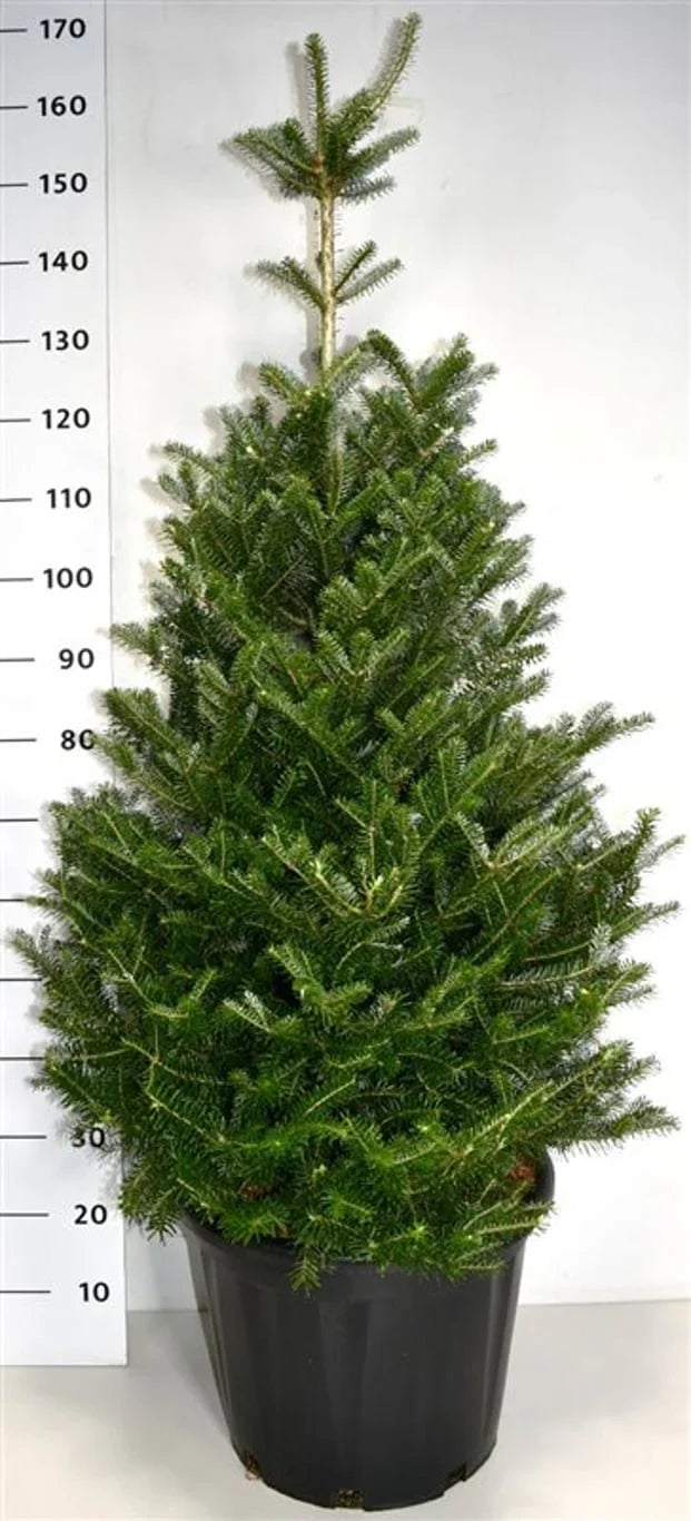 Silvergran (Abies)