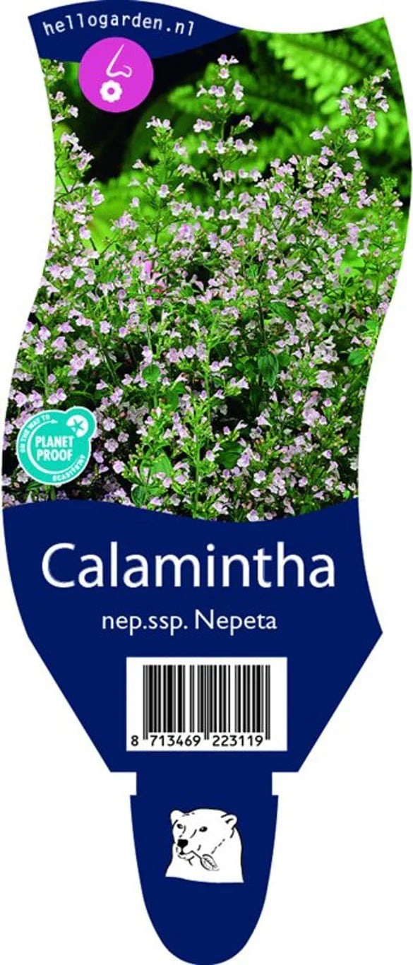 Stenkyndel (Calamintha)