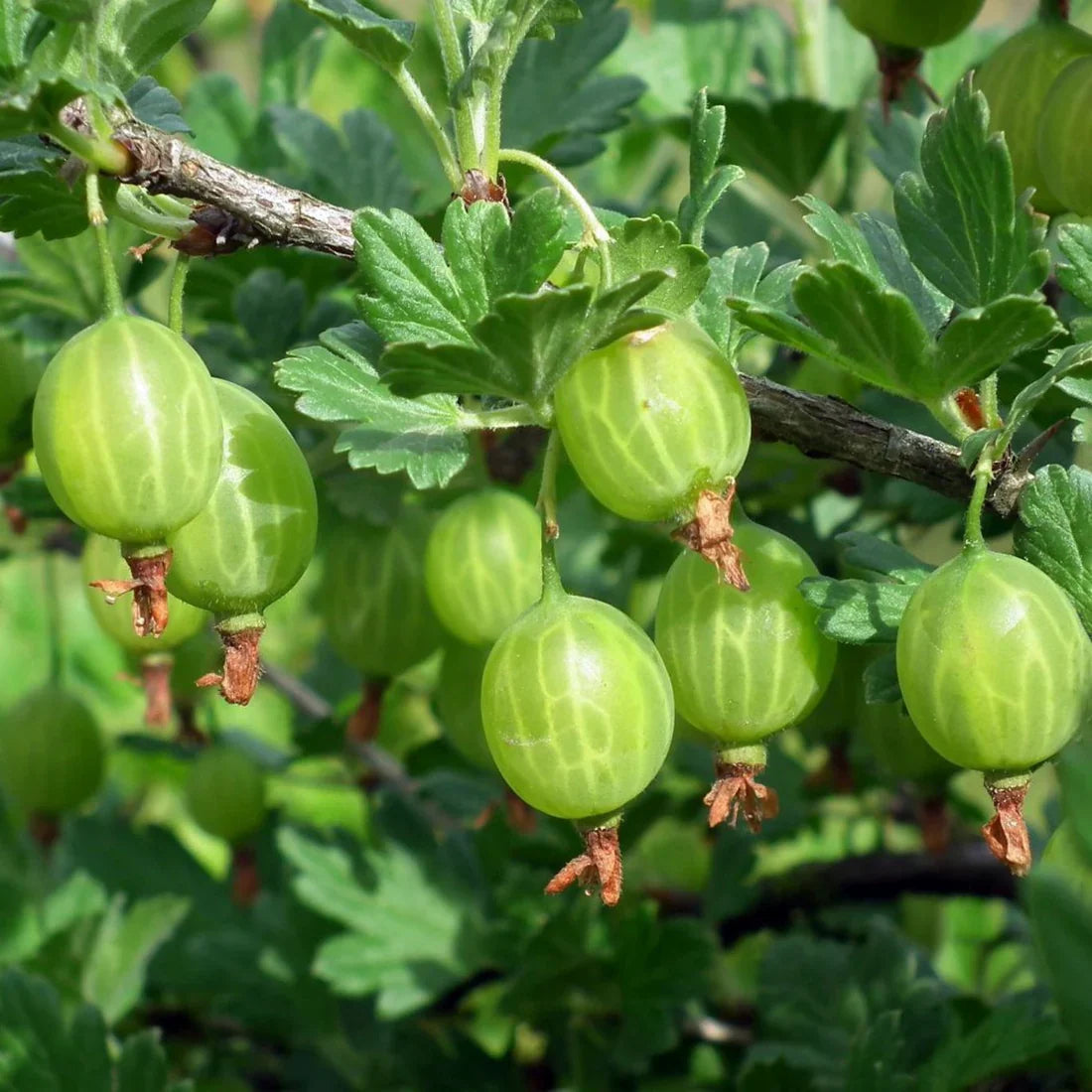 Krusbär (Ribes uva-crispa)