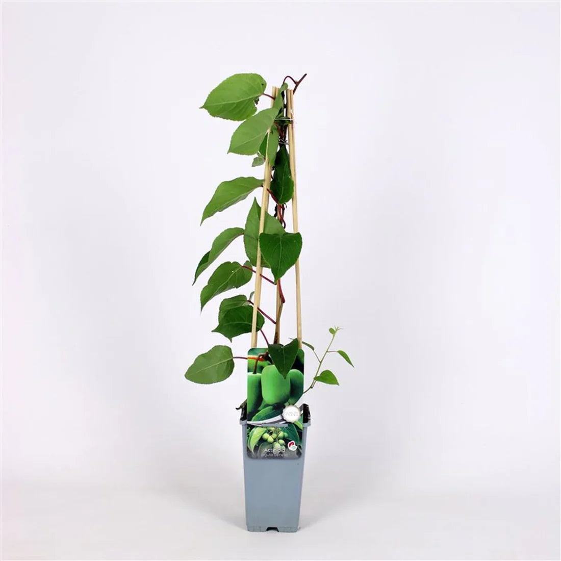 Kiwi (Actinidia)