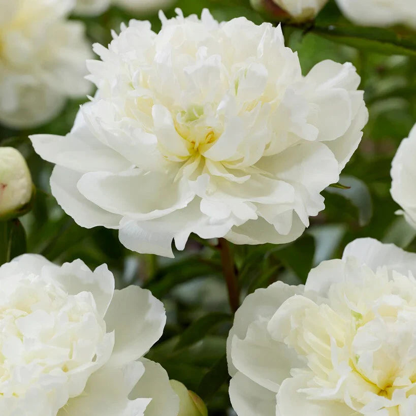 Pion (Paeonia)