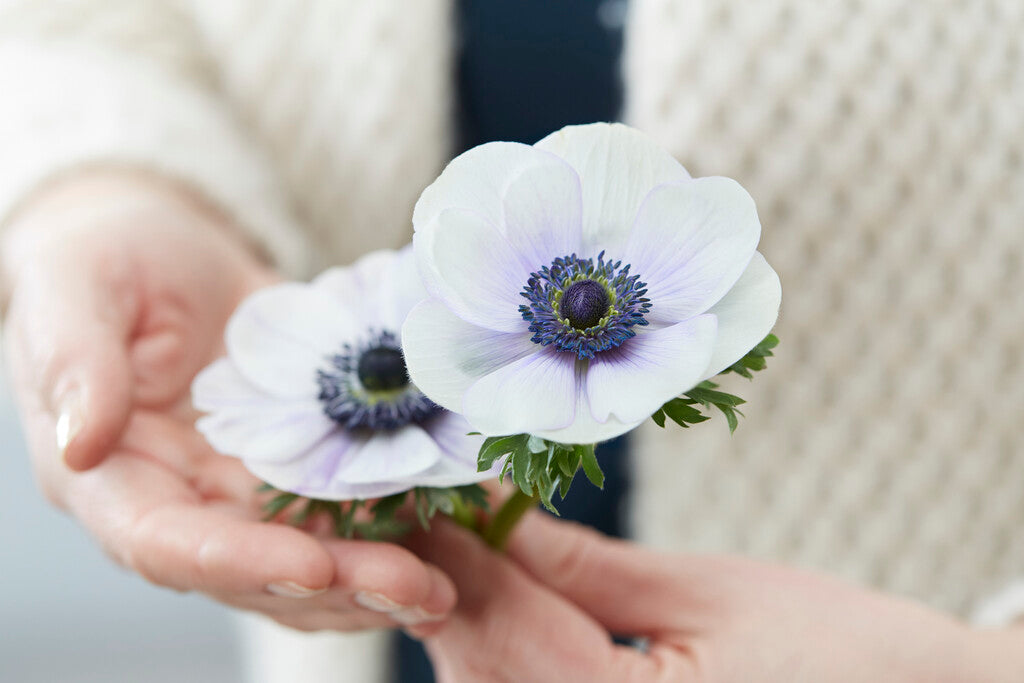  Anemone