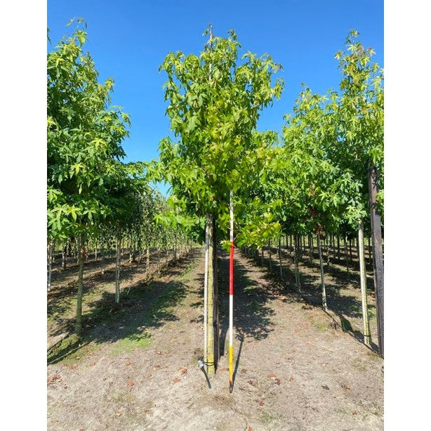 Ambraträd - Liquidambar styraciflua  - Stammens omkrets 14-16 cm, höjd 3,5-4 meter,   HS,