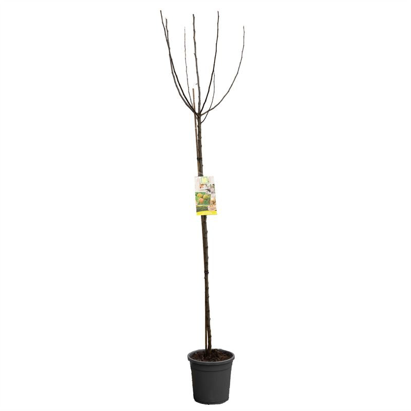 Äppleträd Belle de Boskoop - cont. 10L hoogstam