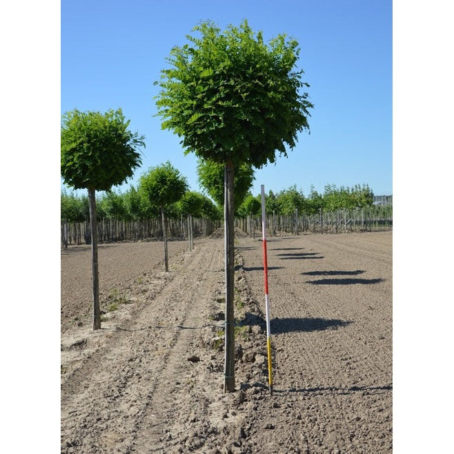 Robinia - Robinia pseudoacacia &