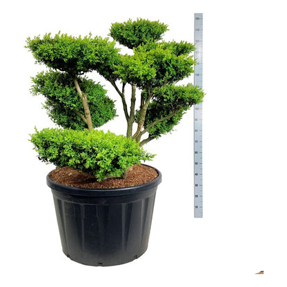 Buxus sempervirens Bonsai 100–125 cm C230 (230 liters kruka)