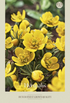 Vintergäck-Eranthis Hyemalis – hel förpackningsbild med blomman, 10-pack. Från Svedberga Plantskola