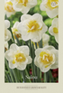 Narcissus Salou – hel förpackningsbild med blomman, 5-pack. Från Svedberga Plantskola