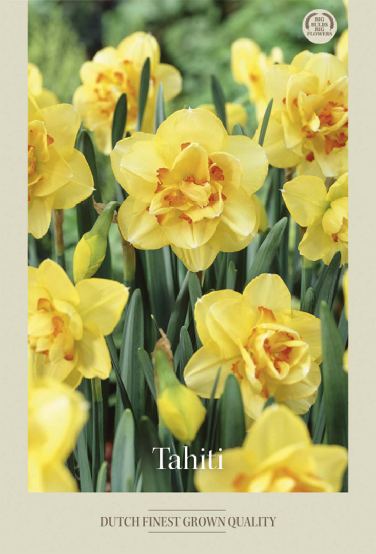 Narcissus Tahiti – hel förpackningsbild med blomman, 5-pack. Från Svedberga Plantskola