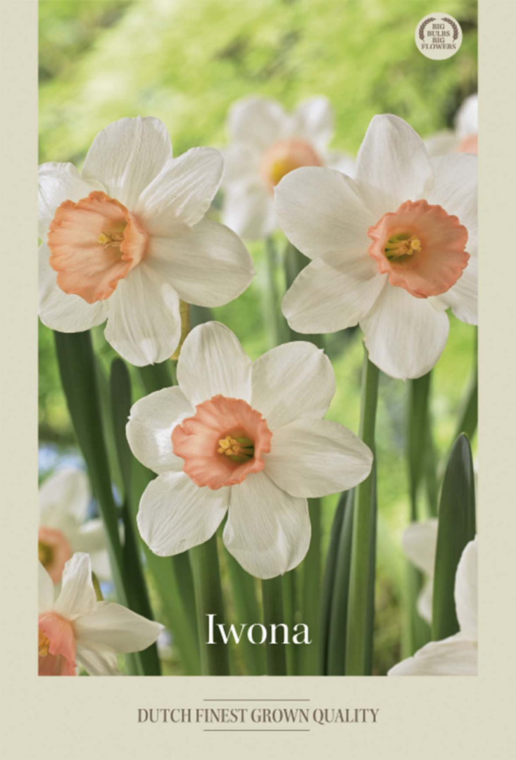 Narcissus &