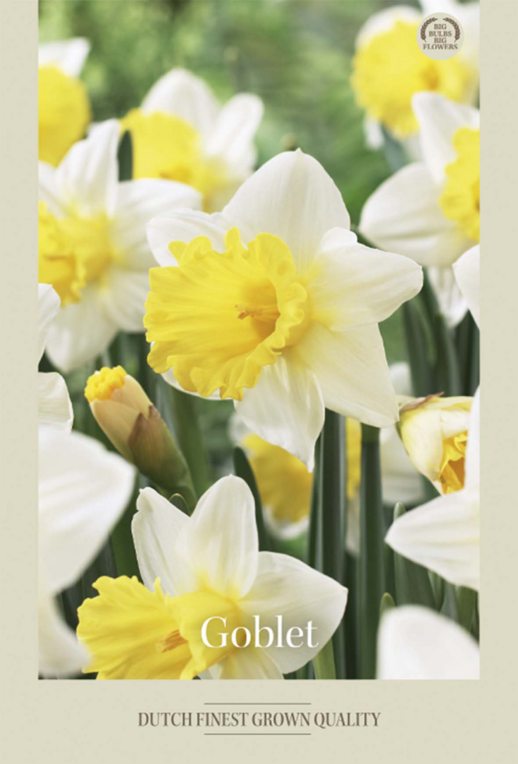 Narcissus Goblet – hel förpackningsbild med blomman, 5-pack. Från Svedberga Plantskola