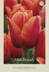 Tulpan Darwin Hybride Miss Brandy () – hel förpackningsbild med blomman, 7-pack. Från Svedberga Plantskola