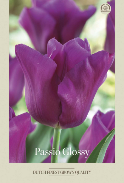 Tulpan Triumph Passio Glossy () – hel förpackningsbild med blomman, 7-pack. Från Svedberga Plantskola