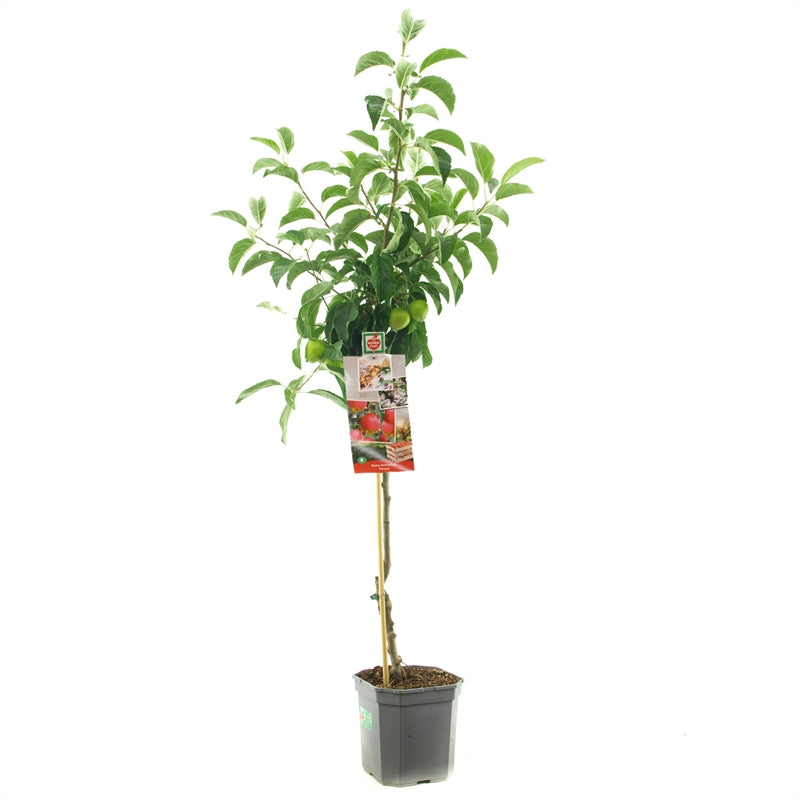 Äppleträd Red Pinova - cont. 6,5L 60 cm stam