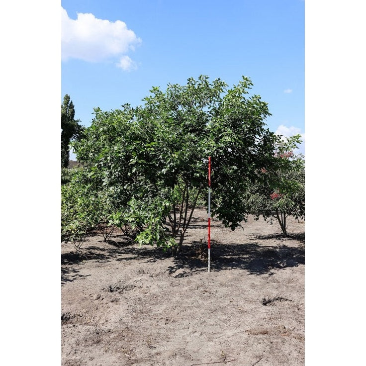 Vinruteväxt - Ptelea trifoliata 300-350 MS