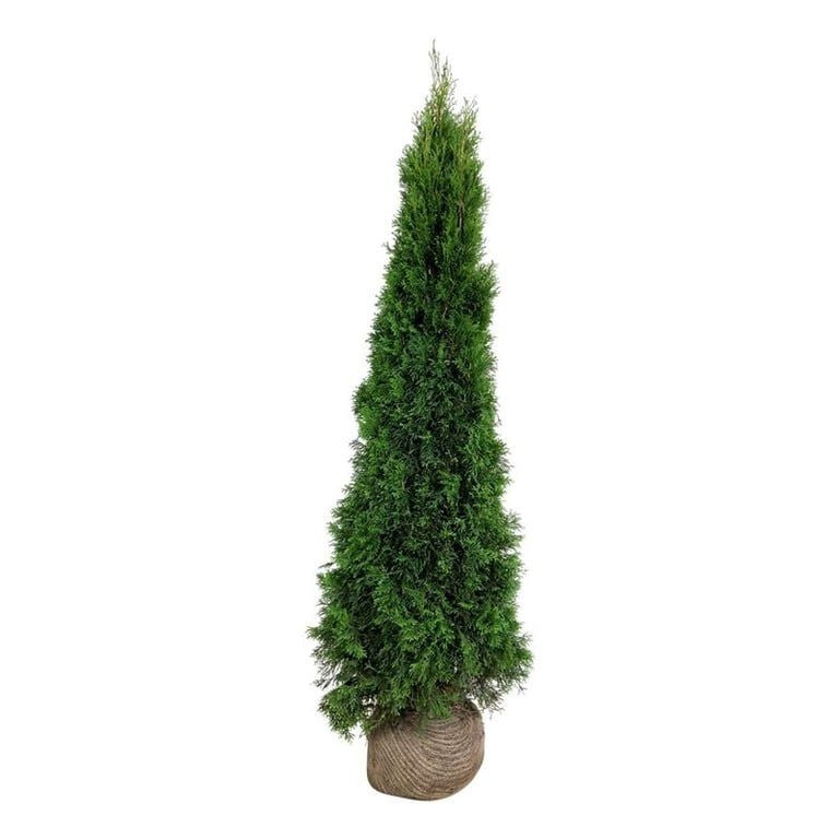 Thuja Smaragd ; 160-180 cm rotklump