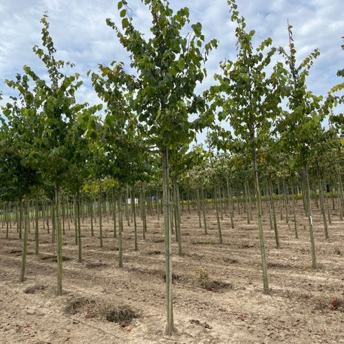 Lind - Tilia flavescens &